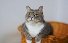 Nama Kucing Bahasa Jepang yang Mudah Diingat dan Punya Arti Baik