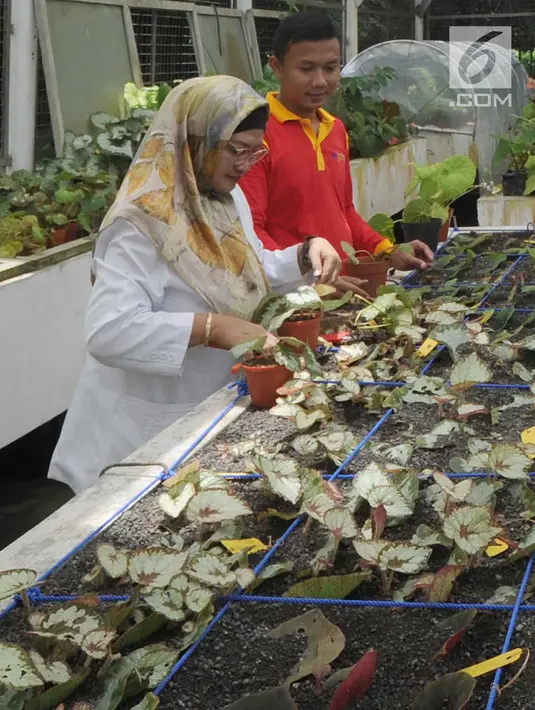 Peneliti tanaman Begonia Hartutiningsih melakukan proses adaptasi Begonia yang dikumpulkan dari hutan-hutan di Indonesia untuk dijadikan tanaman komersil pada rumah kaca di Kebun Raya, Bogor, Senin (25/2). (Merdeka.com/Arie Basuki)