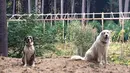 Dua ekor anjing yang menjaga kebun ganja Steve Dillon di Humboldt County, California pada 28 Agustus 2016. California merupakan satu dari delapan negara bagian AS yang tengah memperjuangkan legalisasi ganja. (REUTERS/Rory Carroll)
