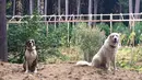 Dua ekor anjing yang menjaga kebun ganja Steve Dillon di Humboldt County, California pada 28 Agustus 2016. California merupakan satu dari delapan negara bagian AS yang tengah memperjuangkan legalisasi ganja. (REUTERS/Rory Carroll)
