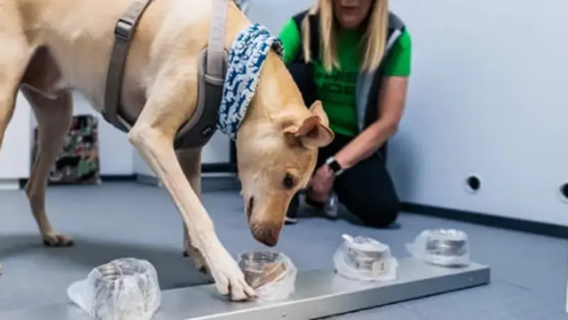 Bandara Ini Gunakan Jasa Anjing Untuk Deteksi Covid-19