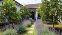 Cara Membuat Kebun Lavender agar Halaman Lebih Harum, Ini Tahap-tahapnya
