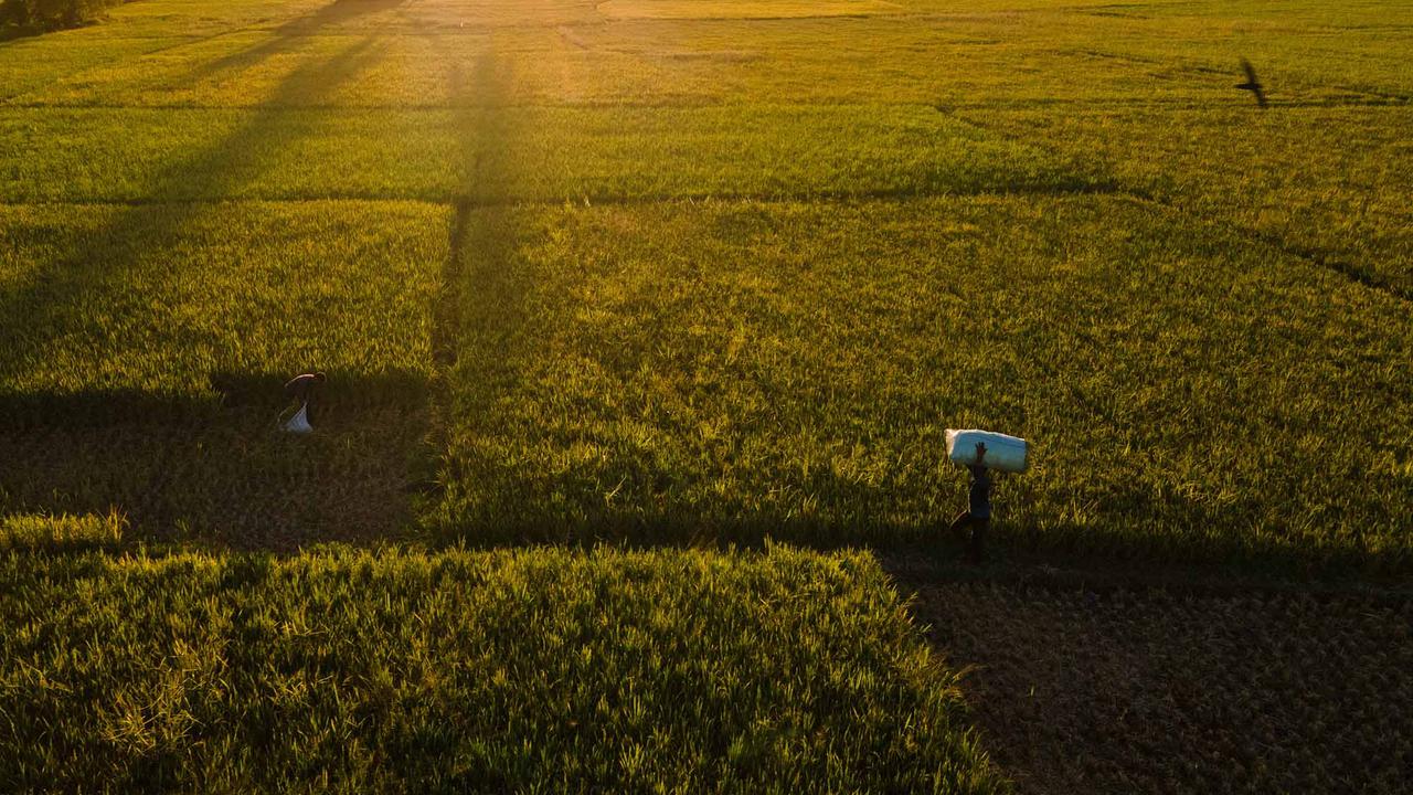 Kekeringan Rusak Ribuan Hektare Sawah di Aceh Besar