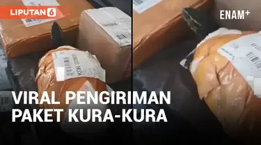 VIRAL PENGIRIMAN PAKET KURA-KURA HANYA DISOLASI DAN DIPAKAIKAN PAMPERS, KOK JAHAT SIH?