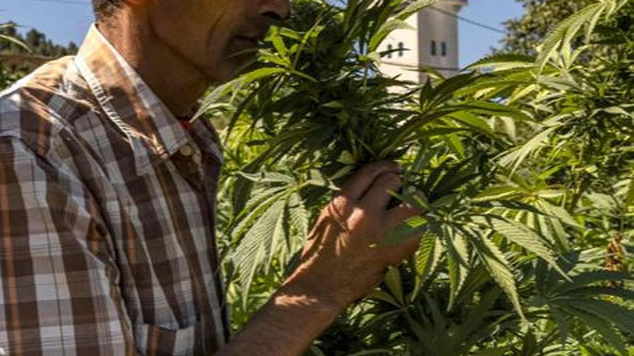 Bahkan Pengedar Ganja Ikut Boikot Israel, Tolak Selundupkan Barang Sejak Perang di Gaza