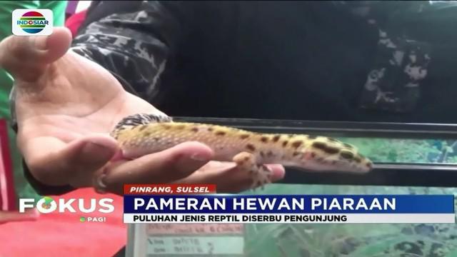 Sejumlah hewan, mulai dari berbagai jenis reptil hingga kucing ditampilkan dalam pameran peliharaan yang digelar di Pinrang, Sulsel.