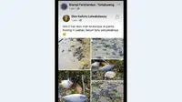 Ikan-Ikan Mati di Pantai Rutong dan Leahari, Pesisir Ambon (Liputan6.com/Facebook Glen Kailuhu Leiwakabessy)