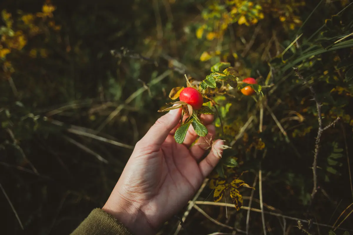 [Fimela] Rosehip