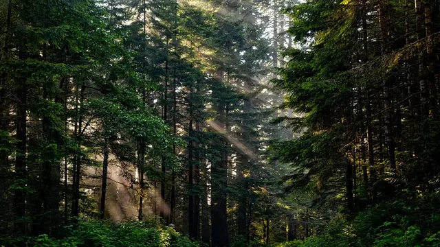 Ilustrasi hutan
