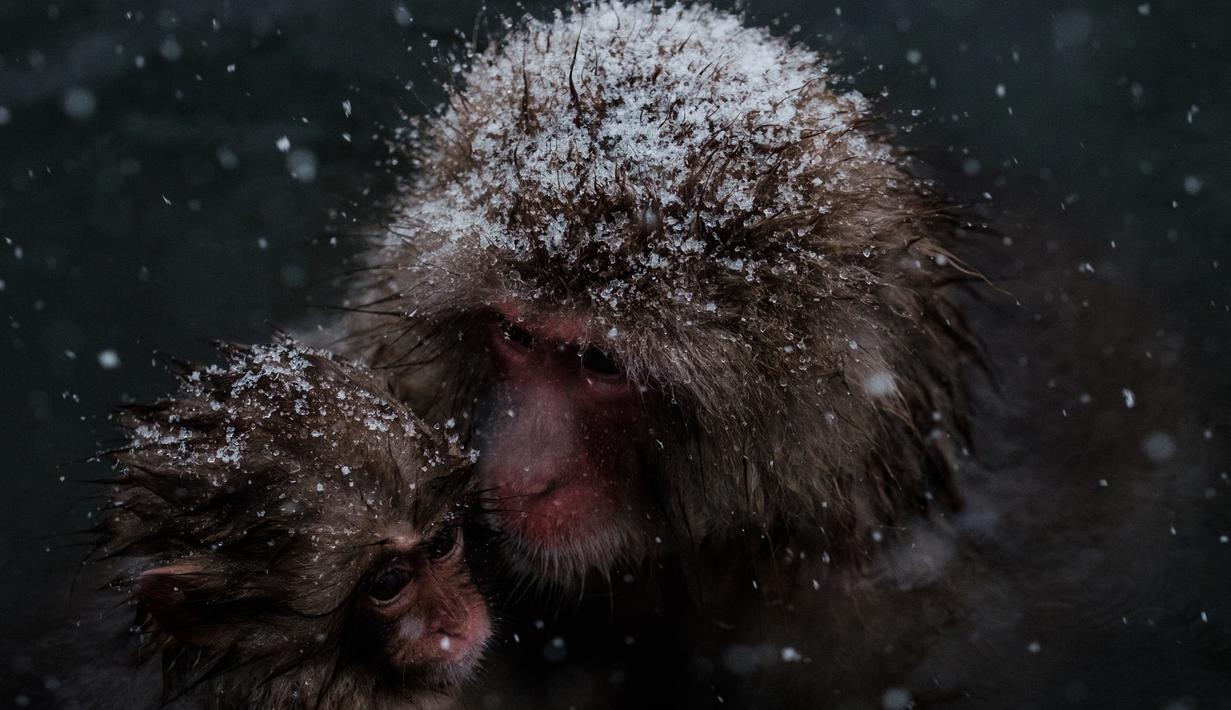 Lihat Aksi Lucu Monyet Salju Jepang Mandi Air Panas Foto