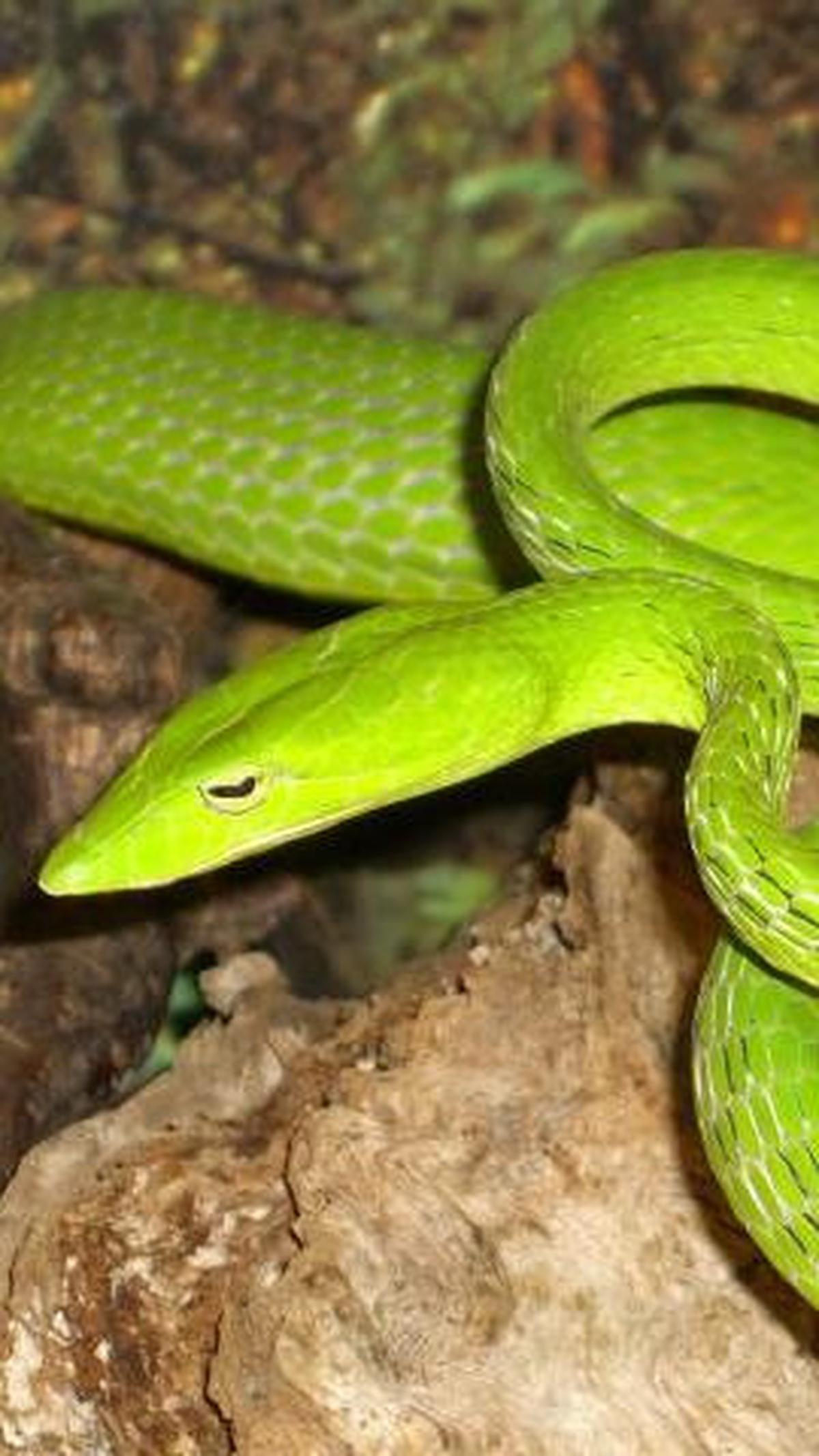 <b>7. Ular Pucuk (Ahaetulla Prasina)</b>