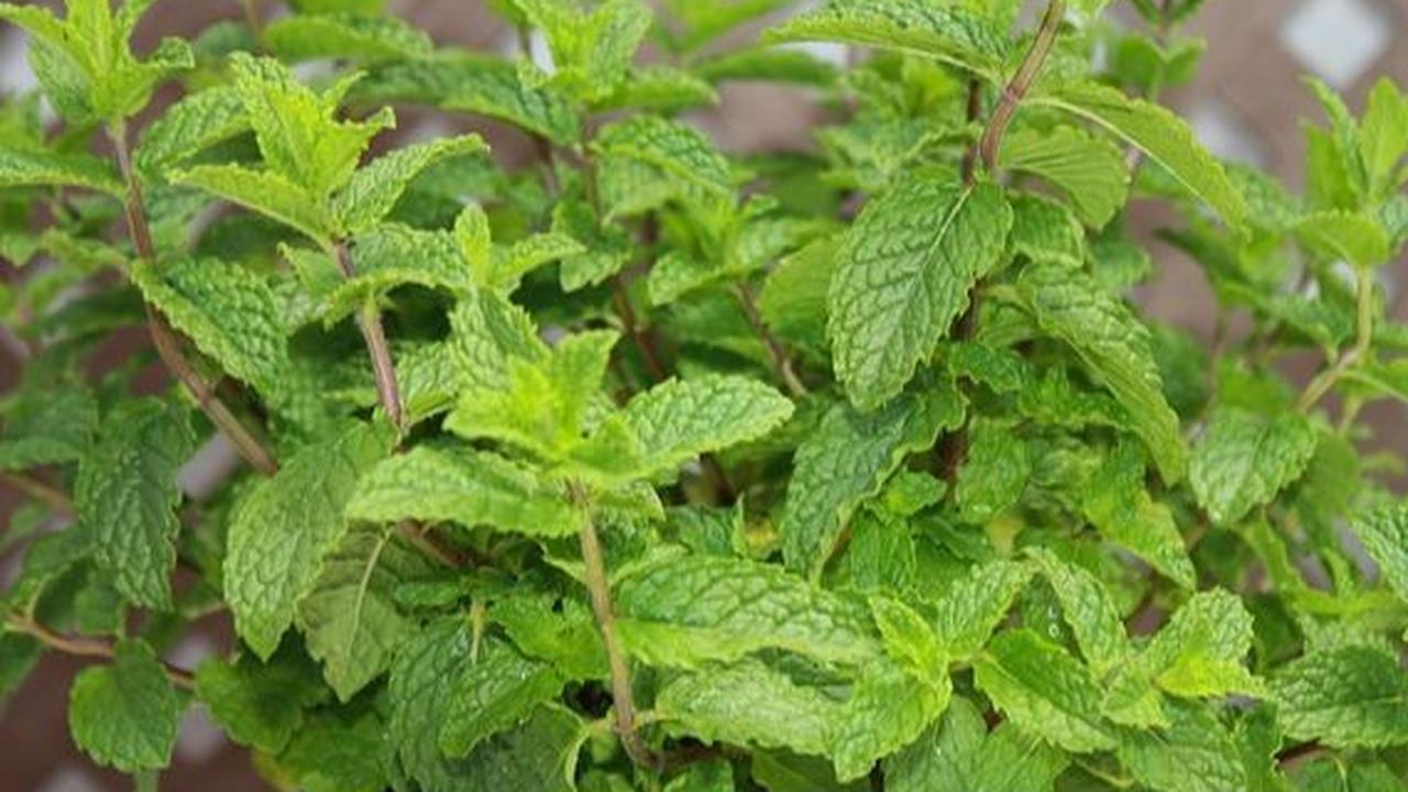 Cara Penyajian Teh Spearmint