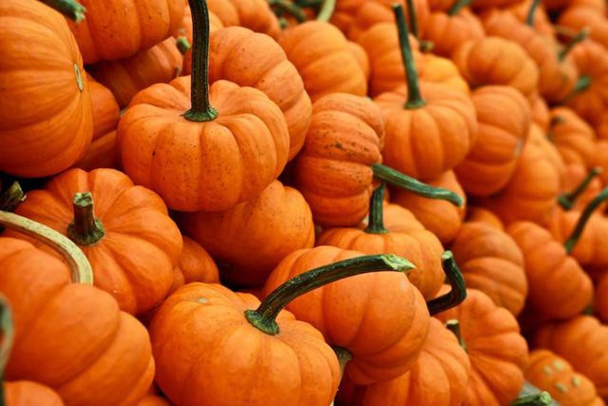 Buah labu kuning atau pumpkin