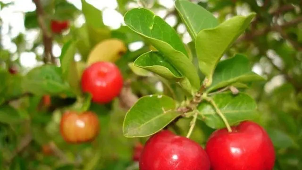 8 Jenis Pohon Buah Tahan Kemarau untuk Pekarangan Rumah, Tetap Panen di Musim Kering