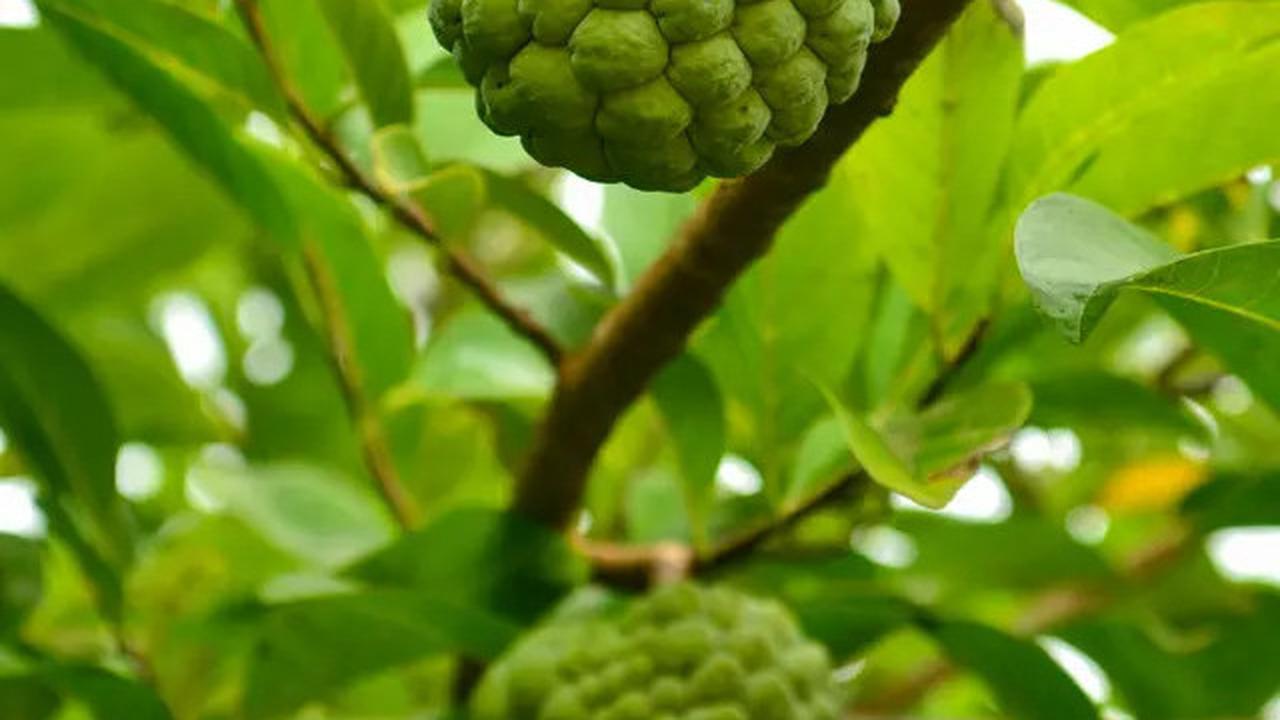 Pahami 10 Manfaat Luar Biasa Mengonsumsi Buah Srikaya Bagi Kesehatan