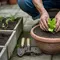 Cara Berkebun di Pekarangan Rumah untuk Pemula, Panen Sayur Segar dari Lahan Sempit