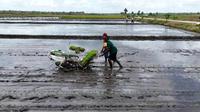 Petani sedang menggarap sawah. (Foto: Istimewa)