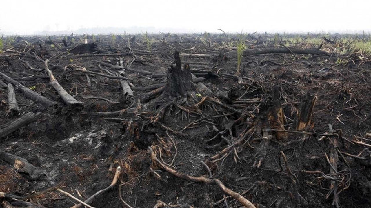 Ini bibit sawit yang muncul di hutan bekas kebakaran Palangkaraya