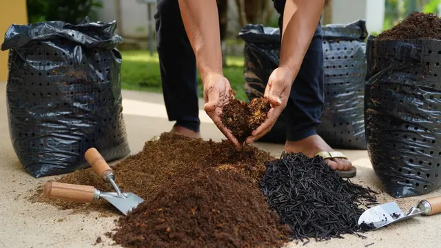 Cara Membuat Kebun Buah di Polybag (Foto: Reve.com)