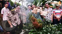 FOTO: Giliran Ladang Khat di Cisarua Dibasmi