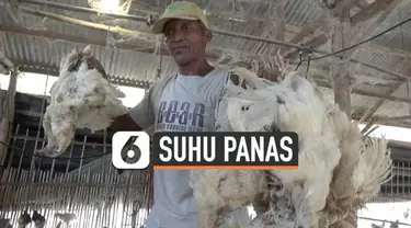 Ratusan ayam milik peternak di Jombang, Jawa Timur mati mendadak, Kamis (31/10/2019 ) siang. Diduga ayam tak kuat bertahan dengan suhu panas ekstrem.