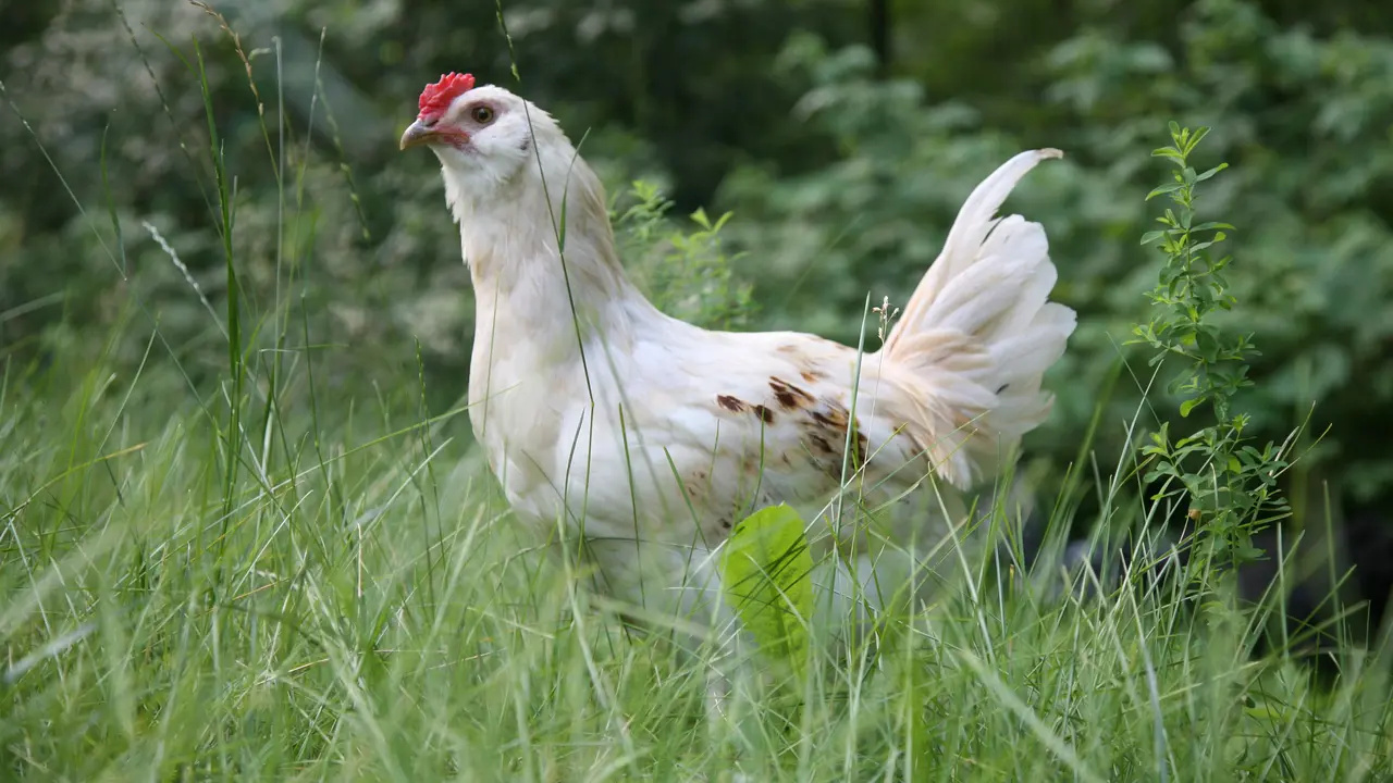 Mimpi Ayam