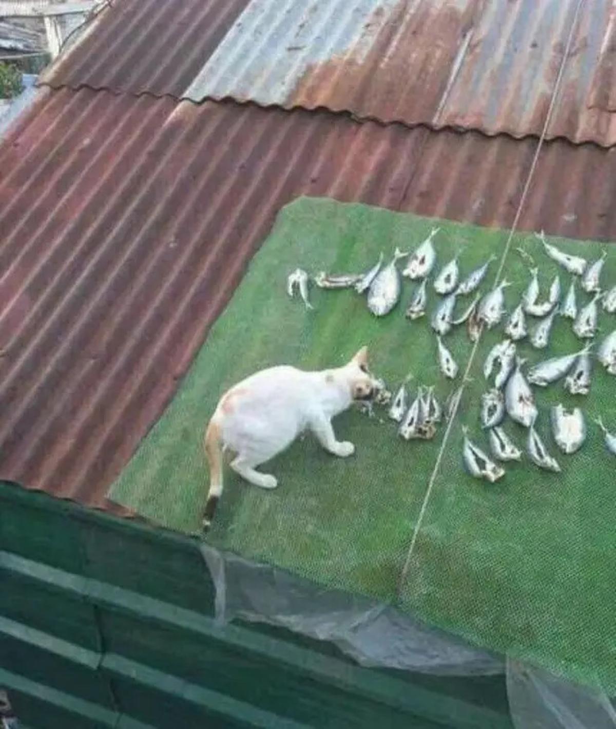 7 Penyebab Kucing Selalu Lapar Dilihat dari Perilakunya, Waspadai Masalah Kesehatan