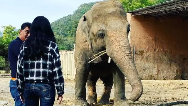 Gajah paling kesepian di dunia