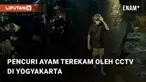 Pada malam Kamis (11/1/2024), terjadi pencurian ayam di daerah Gendeng Timoho, Yogyakarta. Ini merupakan pencurian ayam yang ketiga kalinya di daerah tersebut