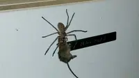 Laba-Laba Raksasa Ini Mampu Membawa Tikus ke Sarangnya
