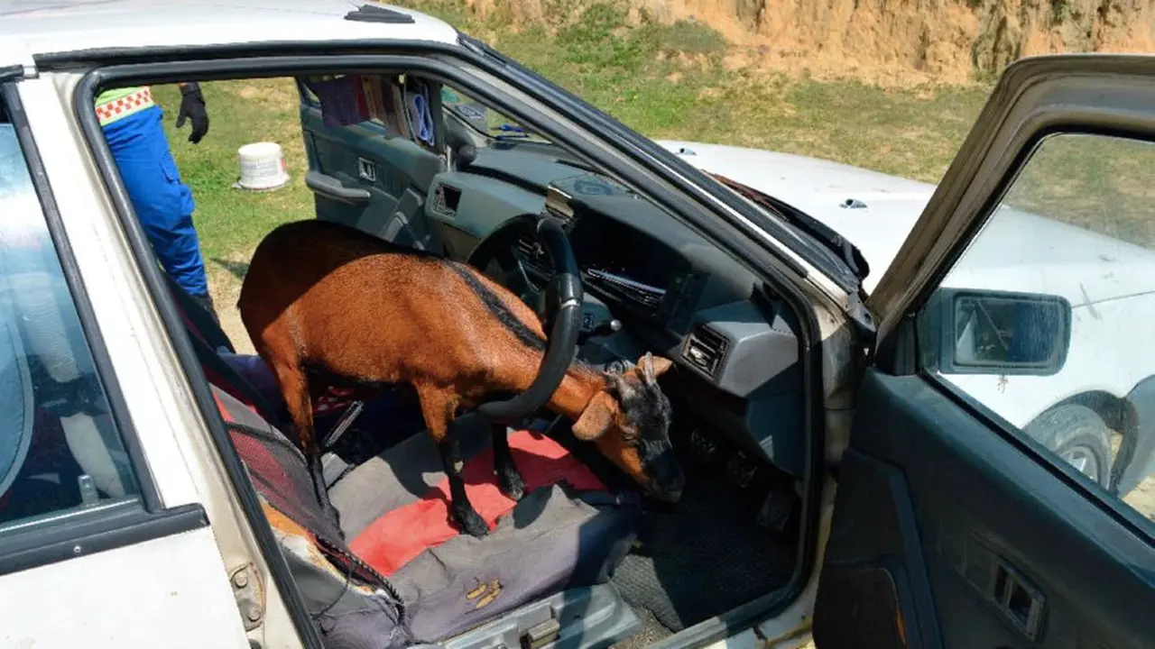 Setelah berhasil mengeluarkan kepala kambing dari setir mobil, petugas menyebut kambing itu telah dilepaskan (Civil Defence Department)