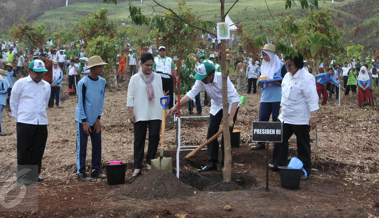 Presiden Jokowi didampingi Ibu Negara Iriana Widodo  menanam pohon pada peringatan Hari Menanam Pohon Indonesia dan Bulan Menanam Pohon Nasional di Tahura Sultan Adam, Kalsel, Kamis (26/11). (Liputan6.com/Johan Tallo)