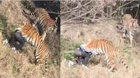 Nekat Masuk Kandang, Pria Diserang Tiga Ekor Harimau