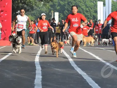 Sejumlah anjing mengikuti lomba lari saat Purina Alpo Dog Run 2015 di Lapangan Parkir Timur Senayan, Jakarta, Minggu (24/5/2015). Acara tersebut dimanfaatkan para pemilik anjing untuk berbagi informasi. (Liputan6.com/Herman Zakharia)