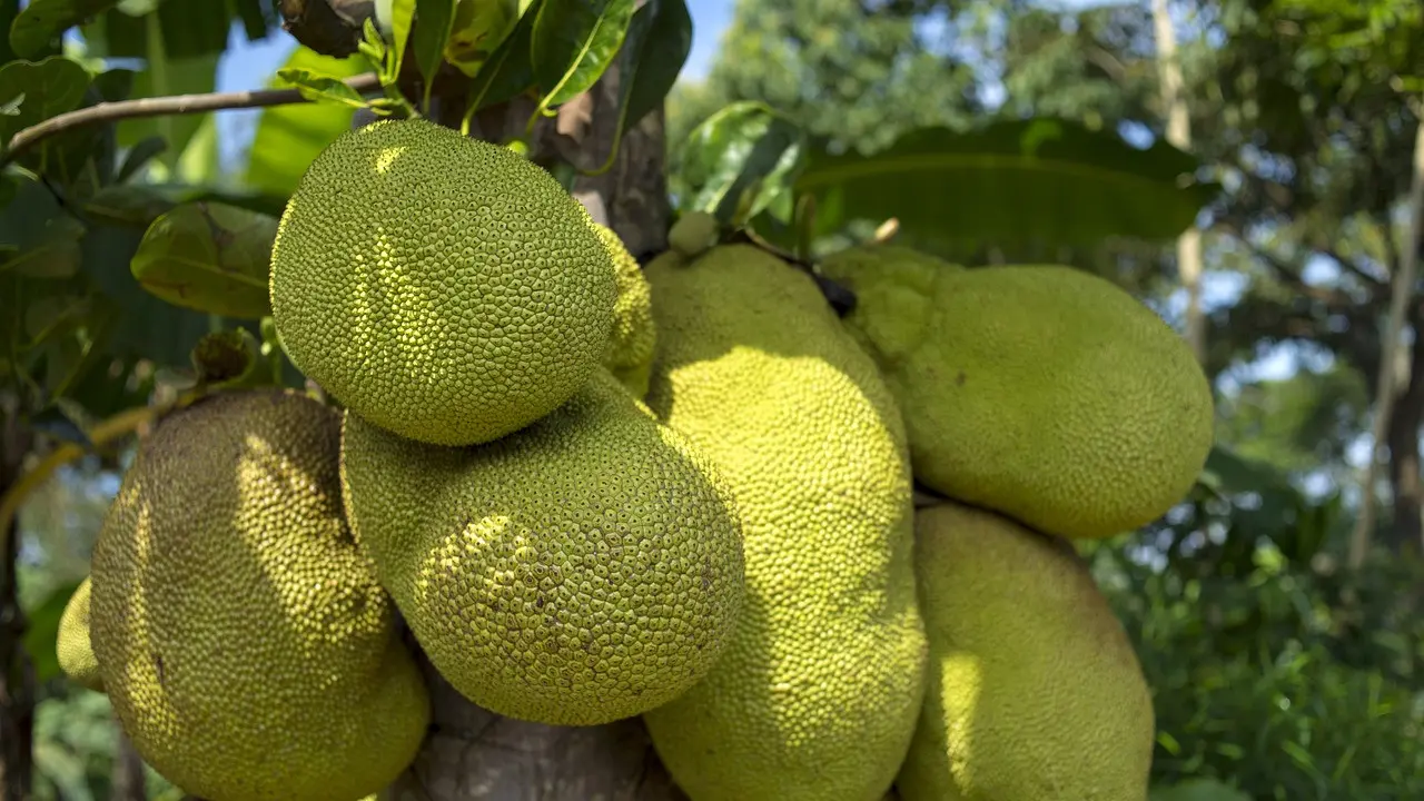 Ilustrasi pohon nangka
