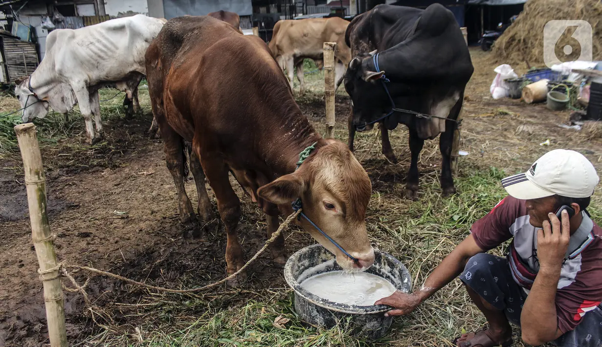 Pedagang memberi makan hewan kurban yang dijual di Cipulir, Jakarta, Selasa (28/6/2022). Menjelang Hari Raya Idul Adha, penjualan hewan kurban seperti sapi, kerbau, dan kambing kembali bergeliat meski sedang mewabah virus penyakit mulut dan kuku (PMK). (Liputan6.com/Johan Tallo)