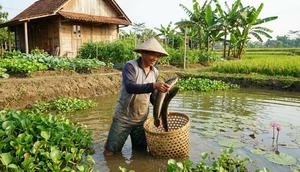 Cara Budidaya Ikan Gabus di Kolam Tanah yang Lebih Hemat Pakan (Foto: AI)
