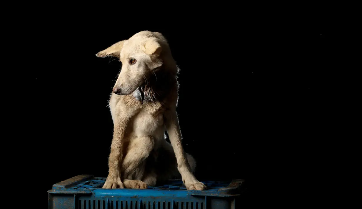 Kondisi Gusaniao saat difoto di pusat penampungan anjing Famproa di Los Teques, Venezuela, 18 Agustus 2016, setelah sebelumnya ditemukan hampir mati di dalam kota di pinggir jalan satu minggu sebelum foto ini diambil. (REUTERS/Carlos Garcia Rawlins)