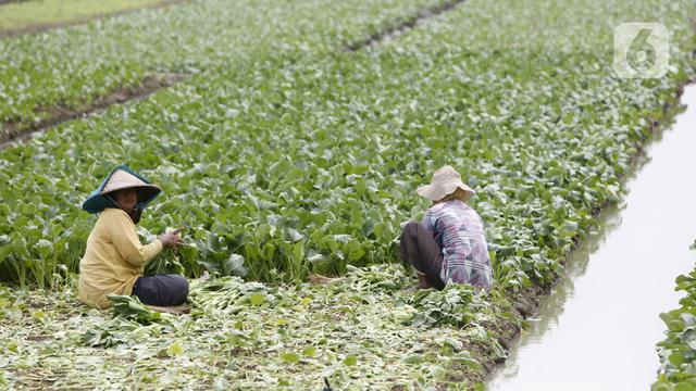 FOTO: Panen Sayuran di Masa Pandemi