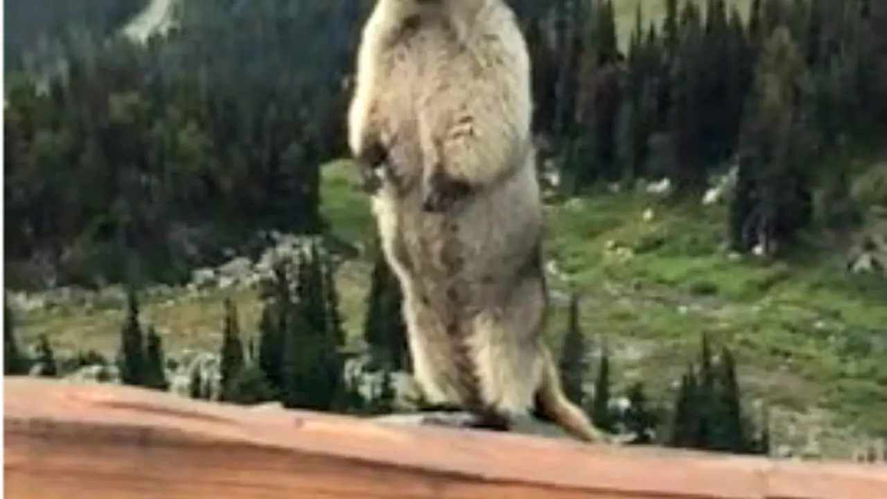 Jeritan Marmot Kejutkan Pengunjung Wisata Alam