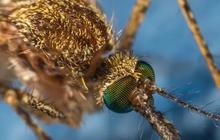 Begini Proses Nyamuk Aedes Aegypti Terkontaminasi Wolbachia untuk Tekan Kasus Demam Berdarah