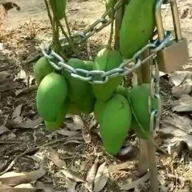 6 Potret Cara Nyeleneh Amankan Buah di Pohon Ini Bikin Ngakak