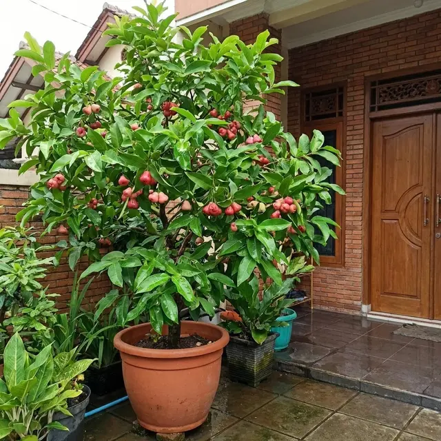 Tanaman Jambu Air untuk Area Basah (Gemini AI)