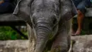 Seekor bayi gajah bermain bola di Pusat Latihan Gajah, Saree, Aceh, Sabtu (23/8). Kondisi luka pada kaki bayi gajah akibat terkena jerat pada awal Mei 2018 lalu itu terus membaik dan tinggal menunggu proses penyembuhan. (AFP/CHAIDEER MAHYUDDIN)