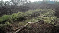 3 Taman Nasional Warisan Dunia Masih Dalam Bahaya