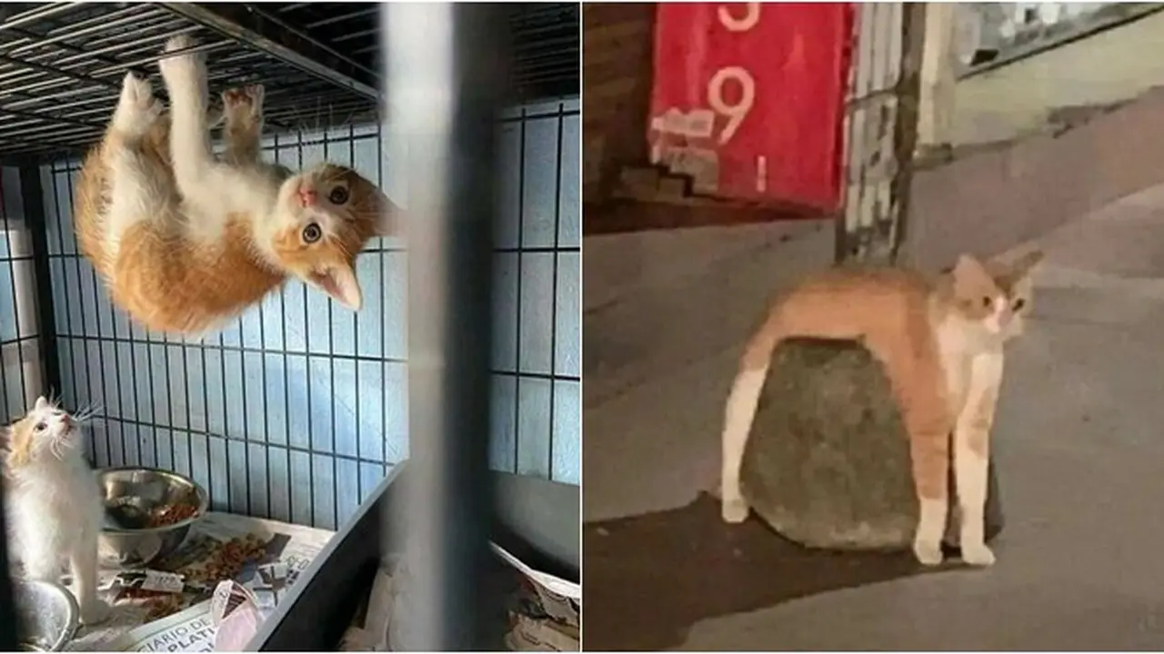 8 Potret Tingkah Kucing saat Gabut Ini Bikin Tepuk Jidat