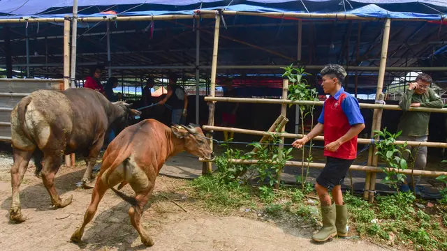 Jelang Idul Adha 1446 Hijriah, Pemeriksaan Kesehatan Hewan Kurban Diintensifkan
