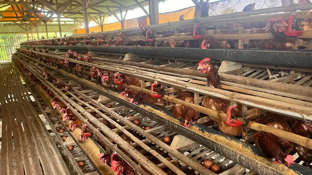 Sekretaris Desa Cikahuripan Encin dan Direktur BUMDes Minta di Kandang Ayam Petelur