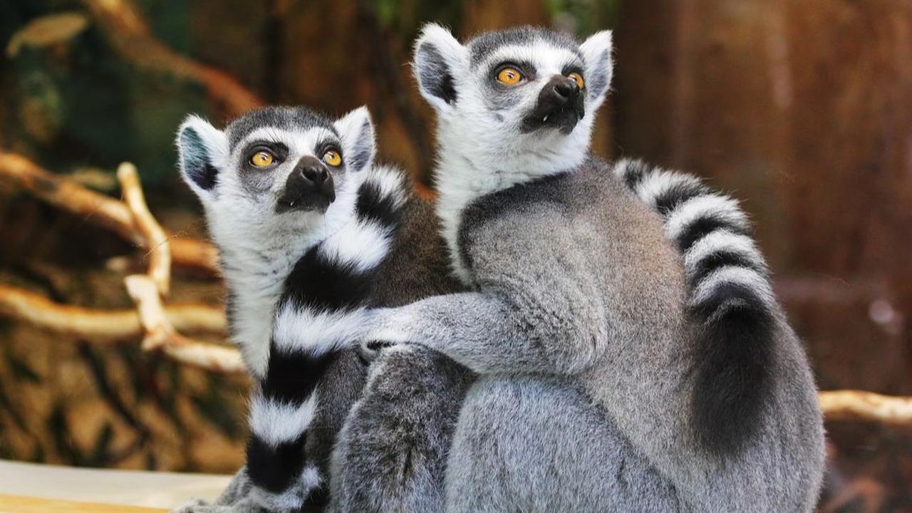 Sejarah Hari Lemur Sedunia