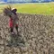 Puluhan Hektar Sawah di Jonggol Gagal Panen Akibat Wereng dan Kekeringan